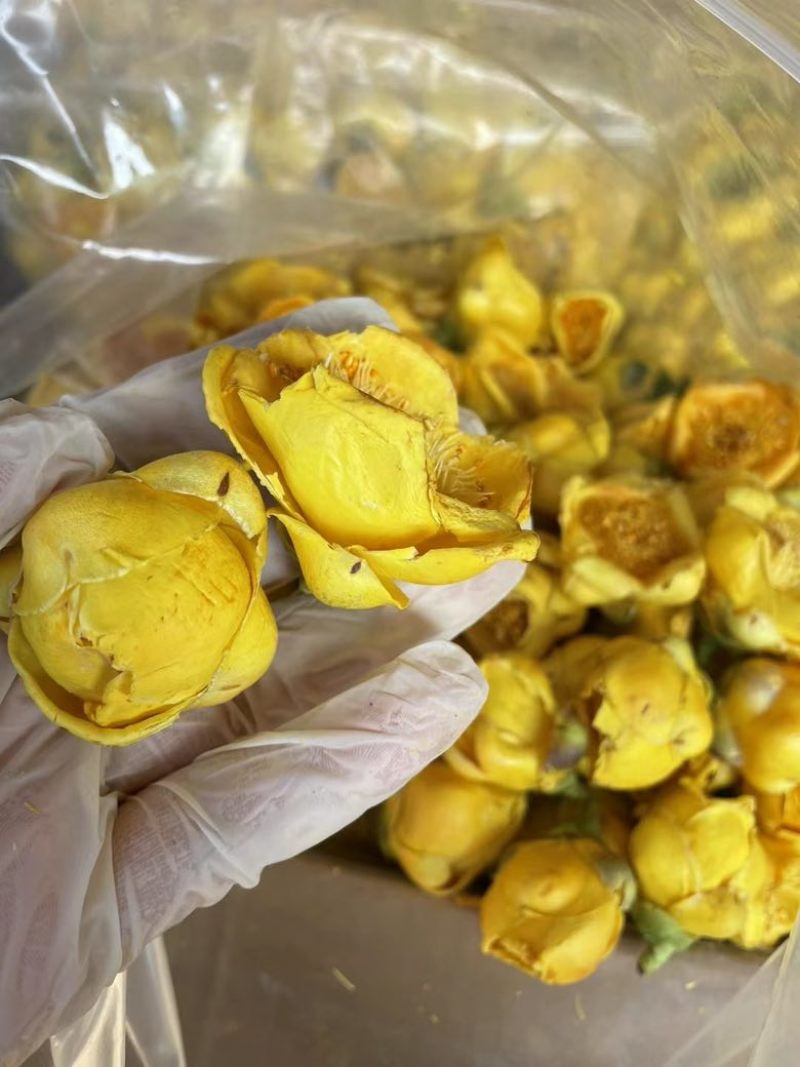 金花金茶花防城港基地一手货源全国发货欢迎订购