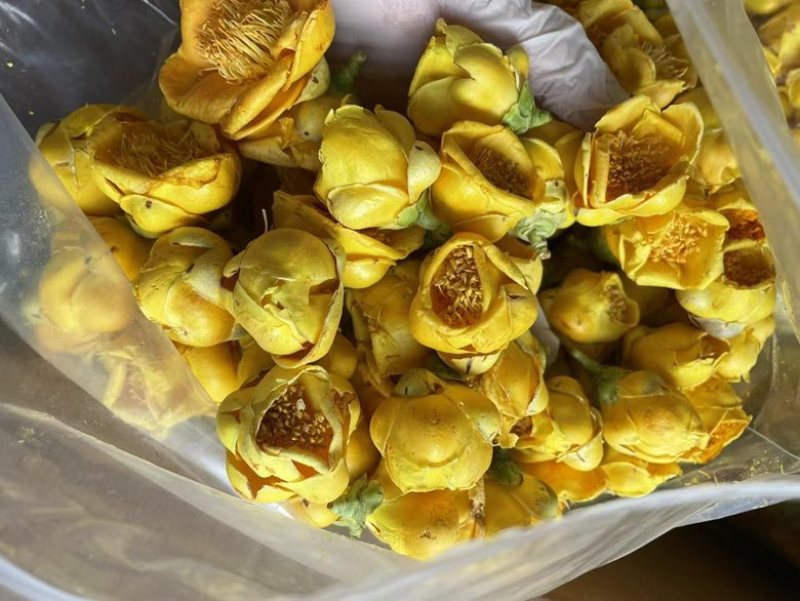 金花金茶花防城港基地一手货源全国发货欢迎订购