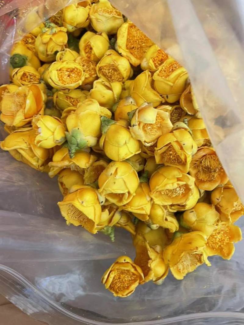 金花金茶花防城港基地一手货源全国发货欢迎订购