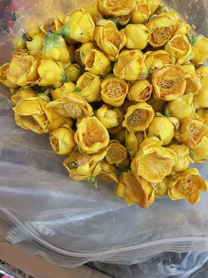 金花金茶花防城港基地一手货源全国发货欢迎订购