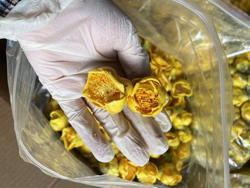 金花金茶花防城港基地一手货源全国发货欢迎订购