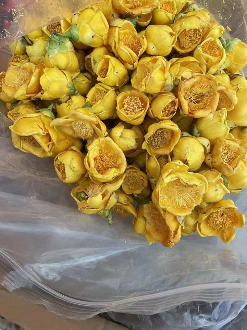 金花金茶花防城港基地一手货源全国发货欢迎订购