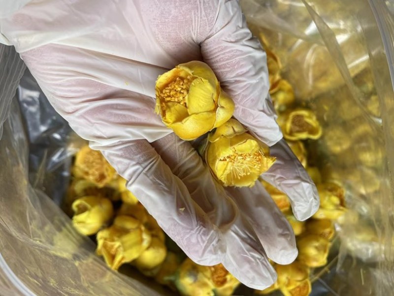 金花金茶花防城港基地一手货源全国发货欢迎订购