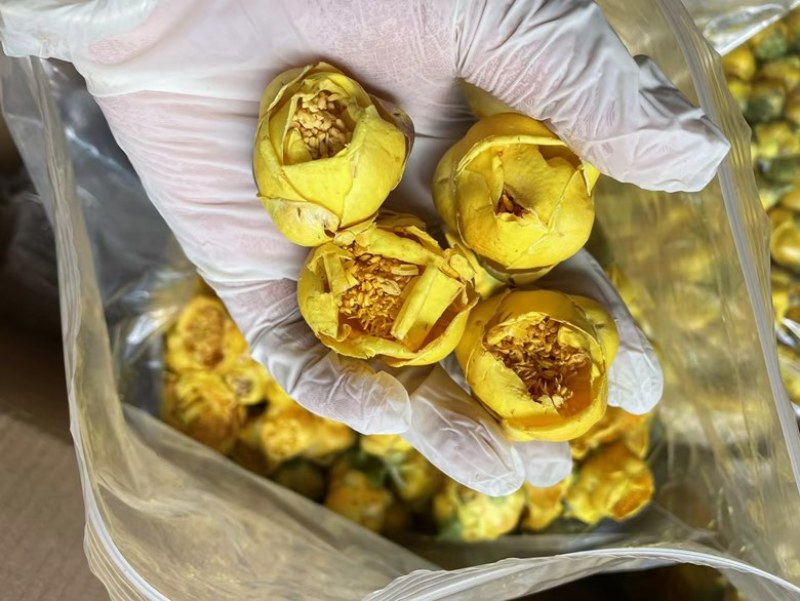 金花金茶花防城港基地一手货源全国发货欢迎订购