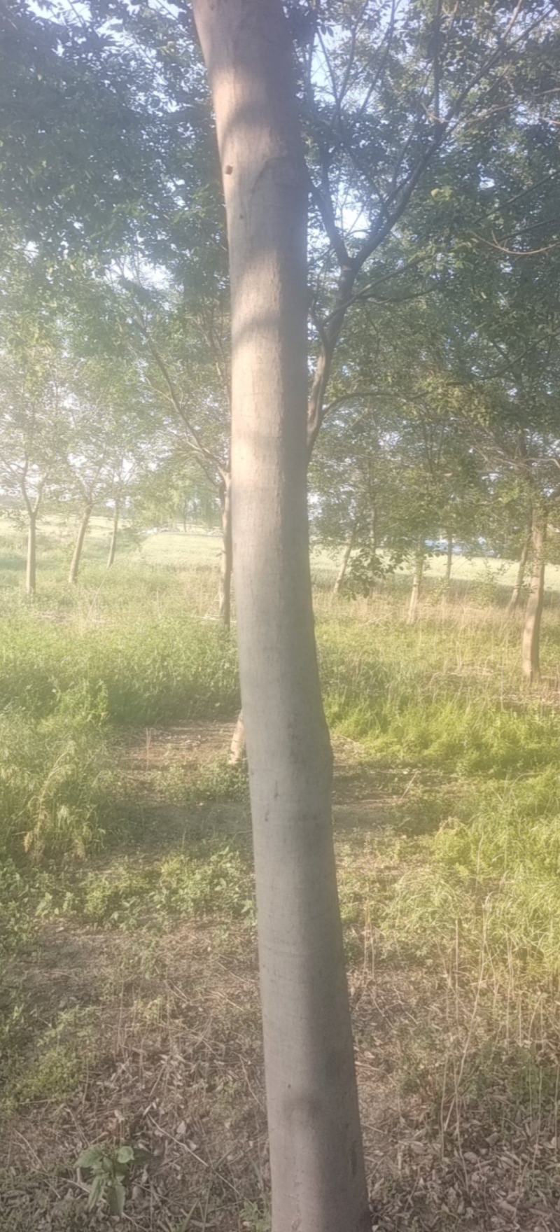 朴树