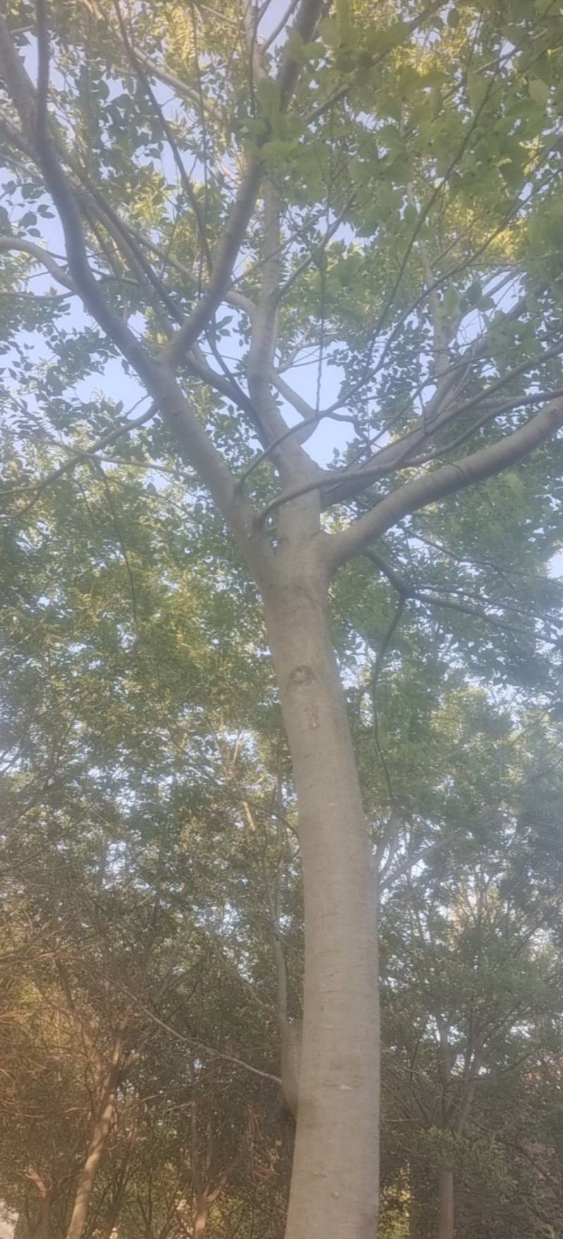 朴树