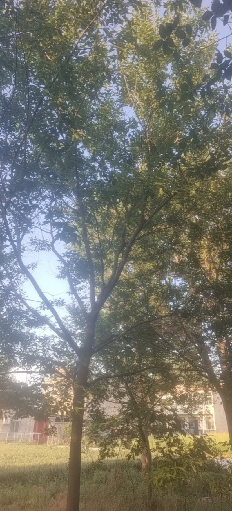 朴树