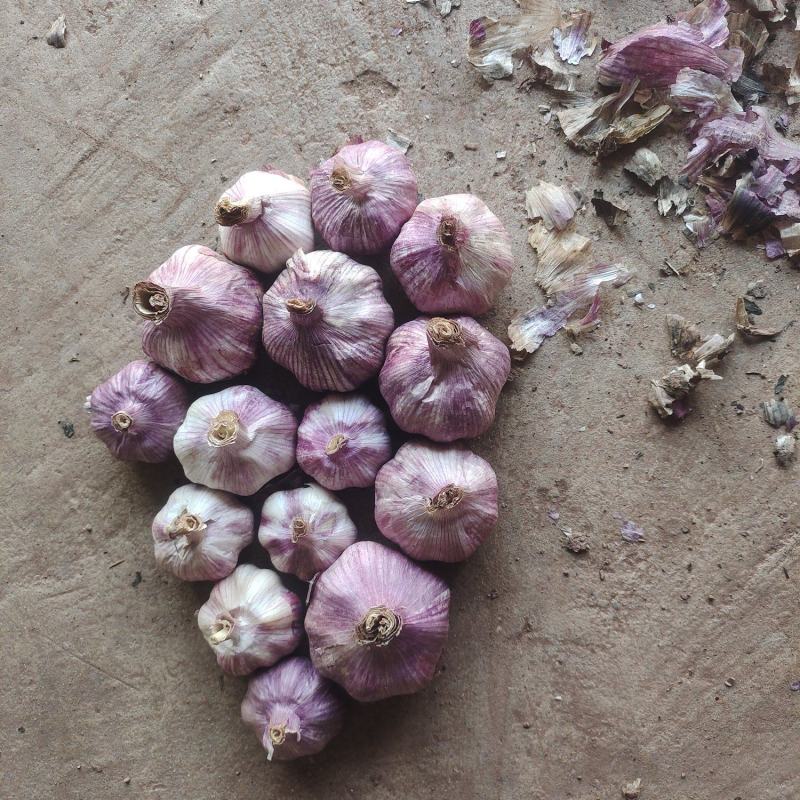 紫皮大蒜干蒜，湿蒜