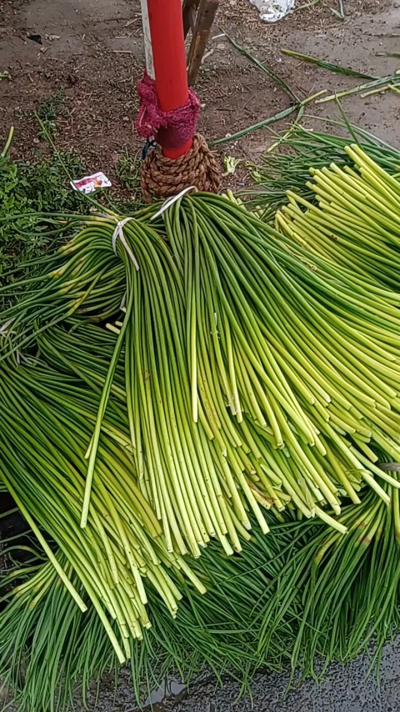 红帽蒜薹蒜苔山东蒜薹产地一手货源质量三包量大优惠