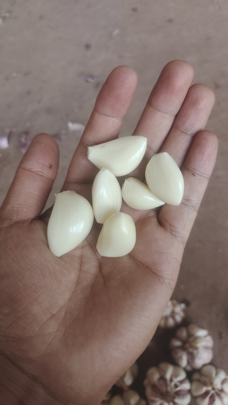 紫皮大蒜干蒜，湿蒜