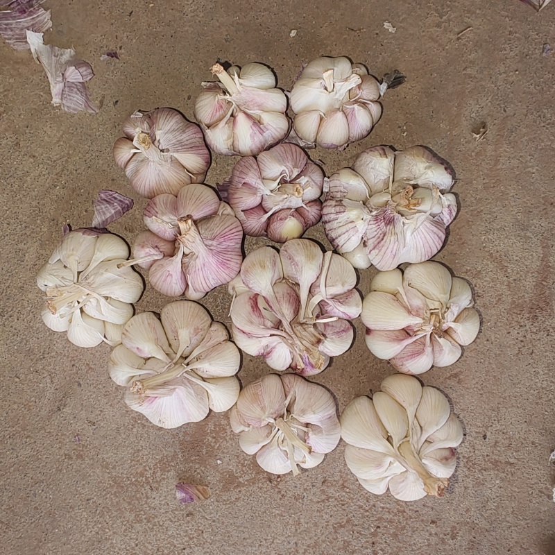 紫皮大蒜干蒜，湿蒜
