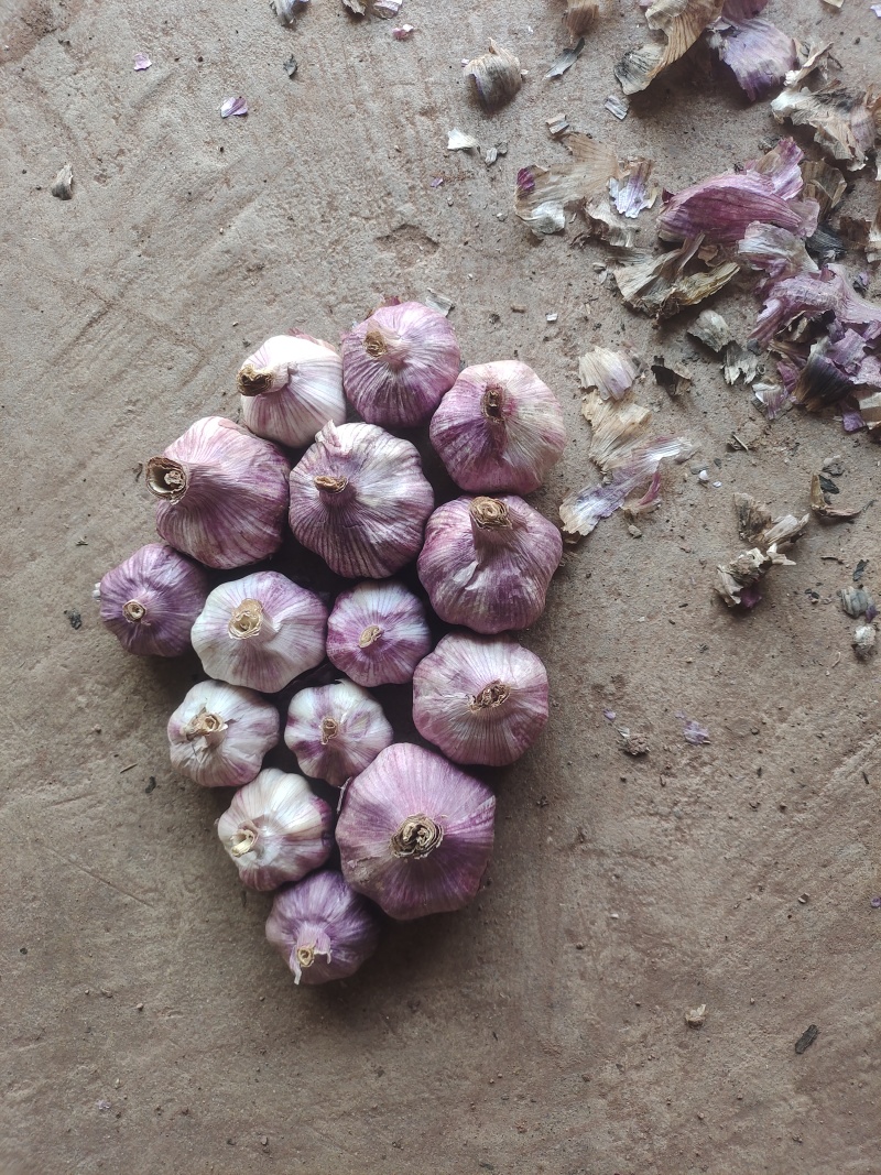 紫皮大蒜干蒜，湿蒜