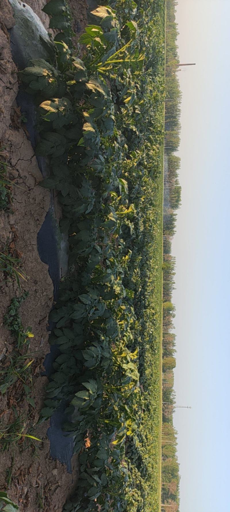黄心土豆，一手货源，种植大户