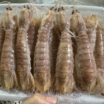 皮皮虾