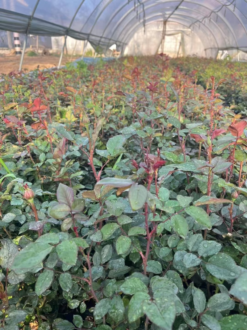 大花月季种苗基地直发量大价优成活率高对接全国欢迎选购
