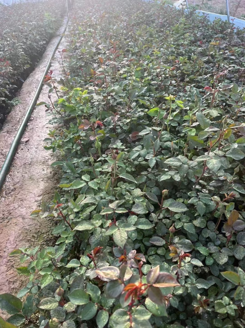 大花月季种苗基地直发量大价优成活率高对接全国欢迎选购