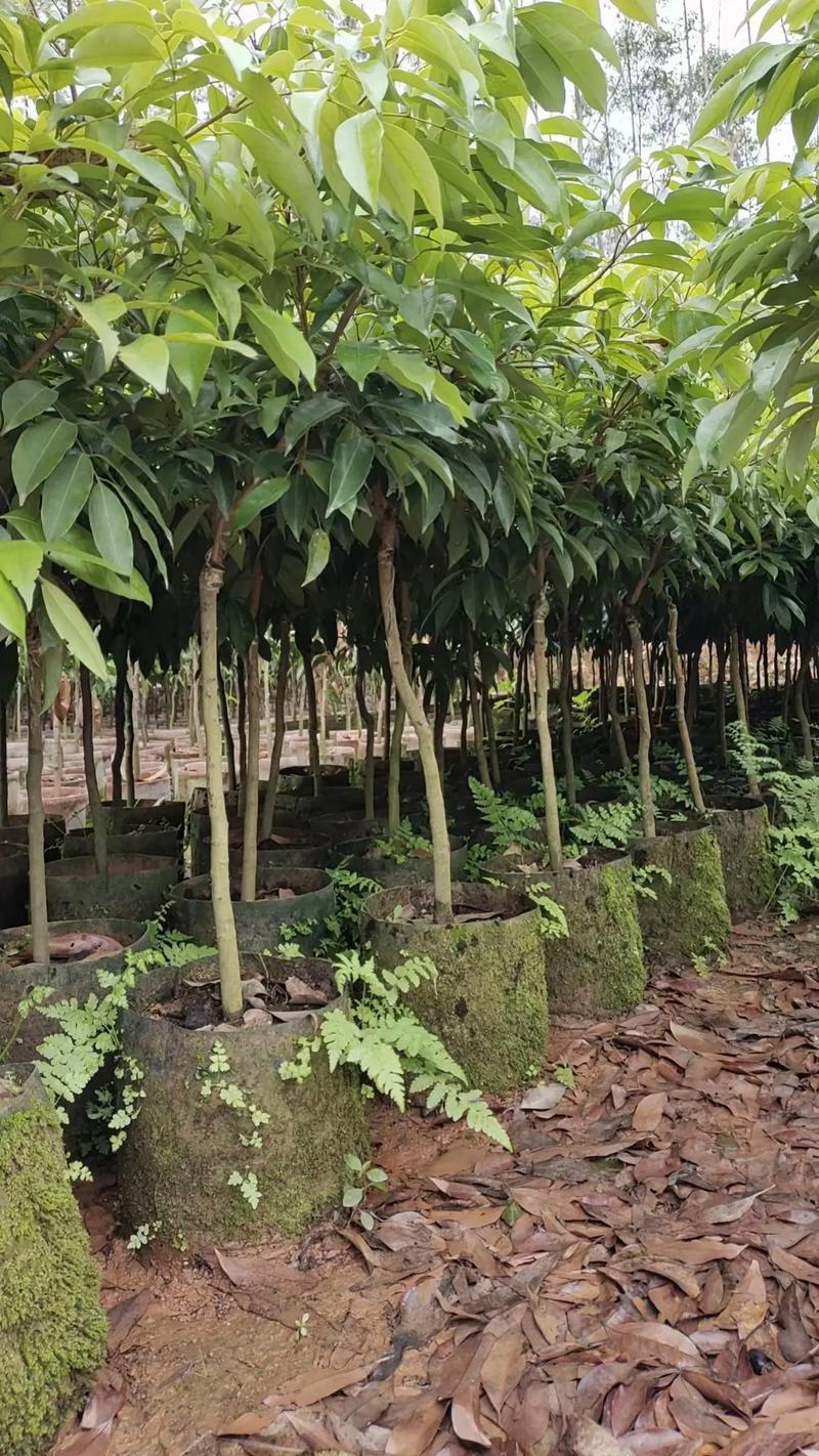 正宗小核，仙进奉，桂味，冰荔，白糖罂，妃子笑荔枝精品苗