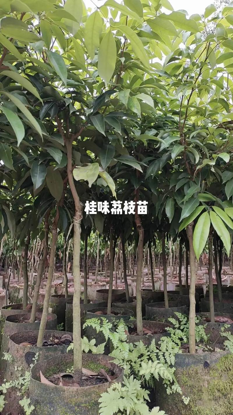 正宗小核，仙进奉，桂味，冰荔，白糖罂，妃子笑荔枝精品苗
