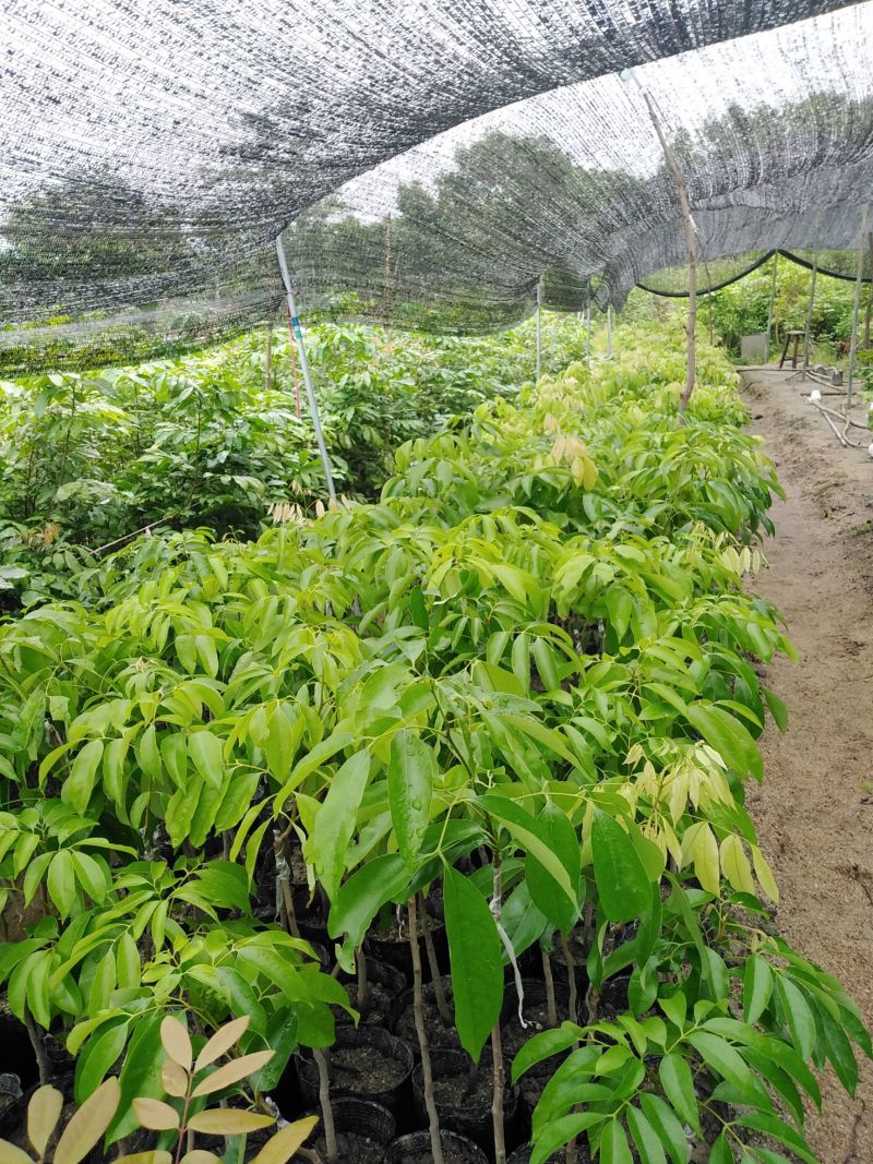 正宗小核，仙进奉，桂味，冰荔，白糖罂，妃子笑荔枝精品苗