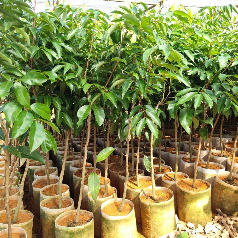 正宗小核，仙进奉，桂味，冰荔，白糖罂，妃子笑荔枝精品苗