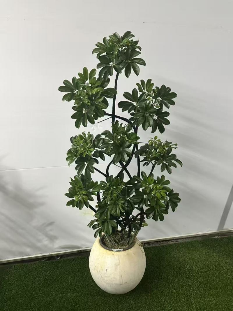 基地长年直销各种造型鸭脚木及绿植