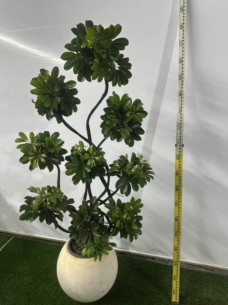 基地长年直销各种造型鸭脚木及绿植