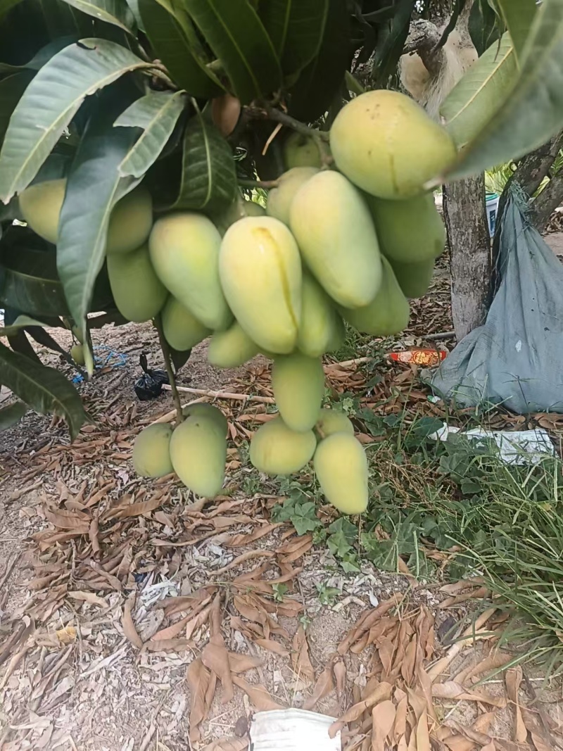 海南芒果台农芒小芒果基地直供实力代发全国商超