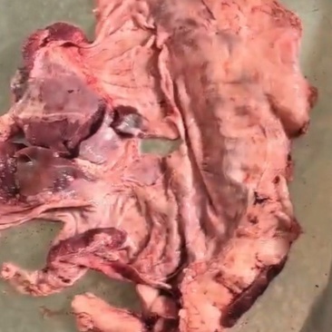 护心肉