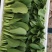 上海青小油菜货源充足15-20公分页面没虫眼根绿量大从优