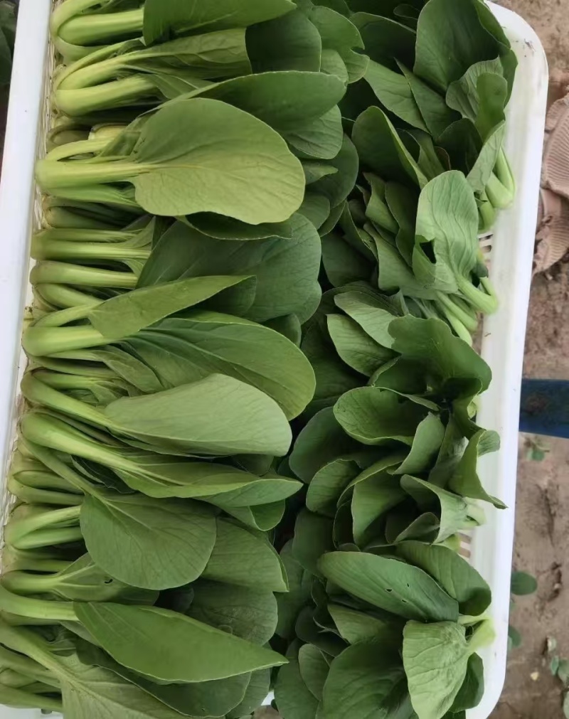 上海青小油菜货源充足15-20公分页面没虫眼根绿量大从优