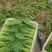 上海青小油菜货源充足15-20公分页面没虫眼根绿量大从优
