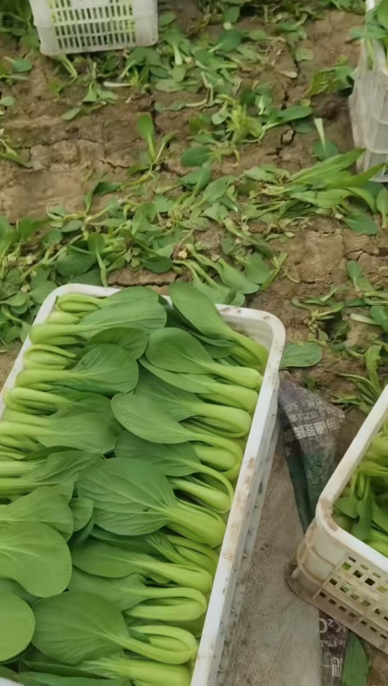 上海青小油菜货源充足15-20公分页面没虫眼根绿量大从优