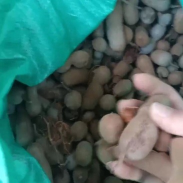 海南酸角
