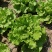 意大利生菜山西蔬菜基地全年供应大量上市价格合理