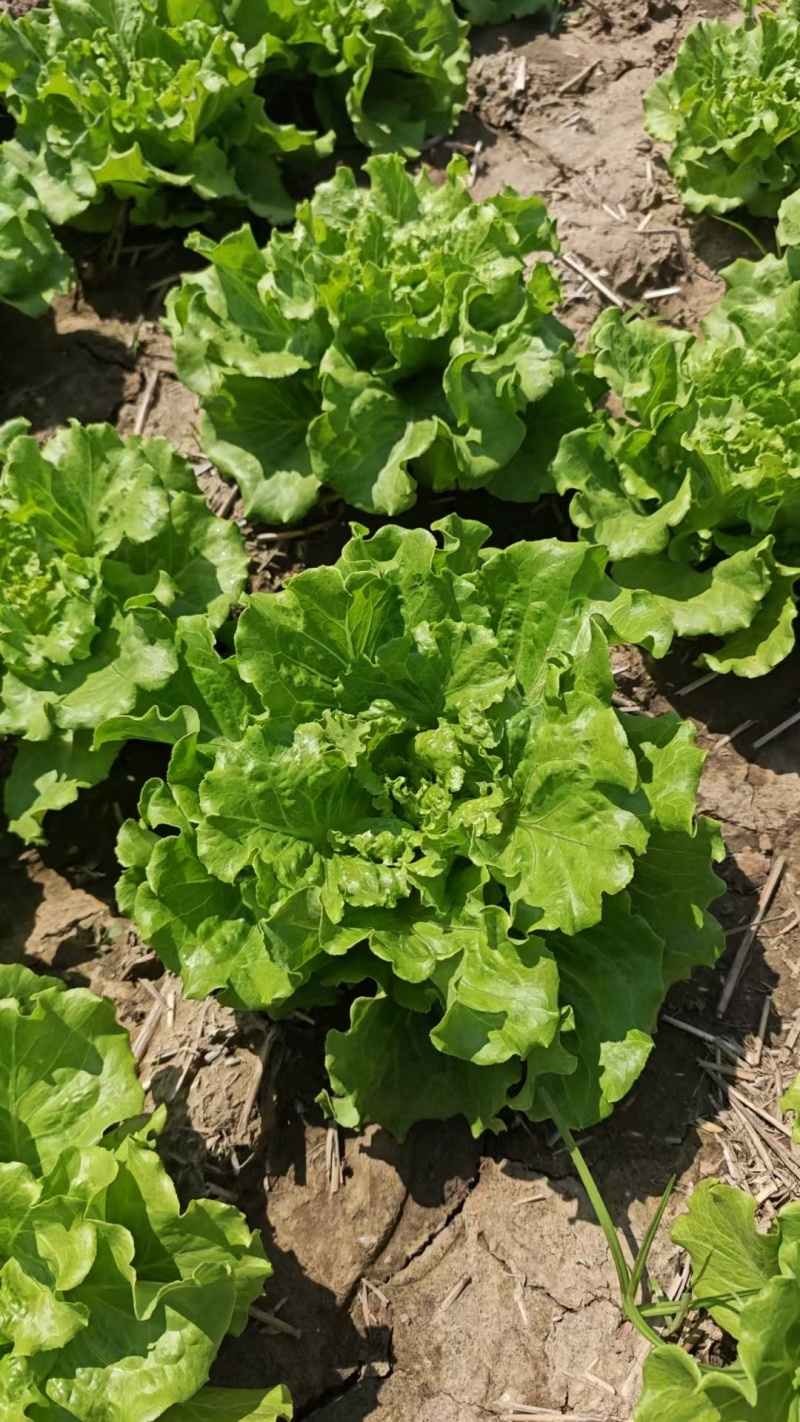 意大利生菜山西蔬菜基地全年供应大量上市价格合理