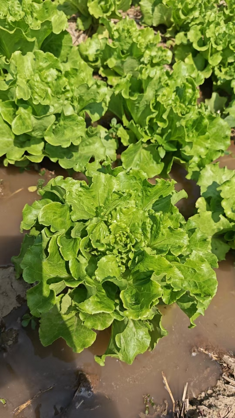 意大利生菜山西蔬菜基地全年供应大量上市价格合理