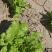 意大利生菜山西蔬菜基地全年供应大量上市价格合理