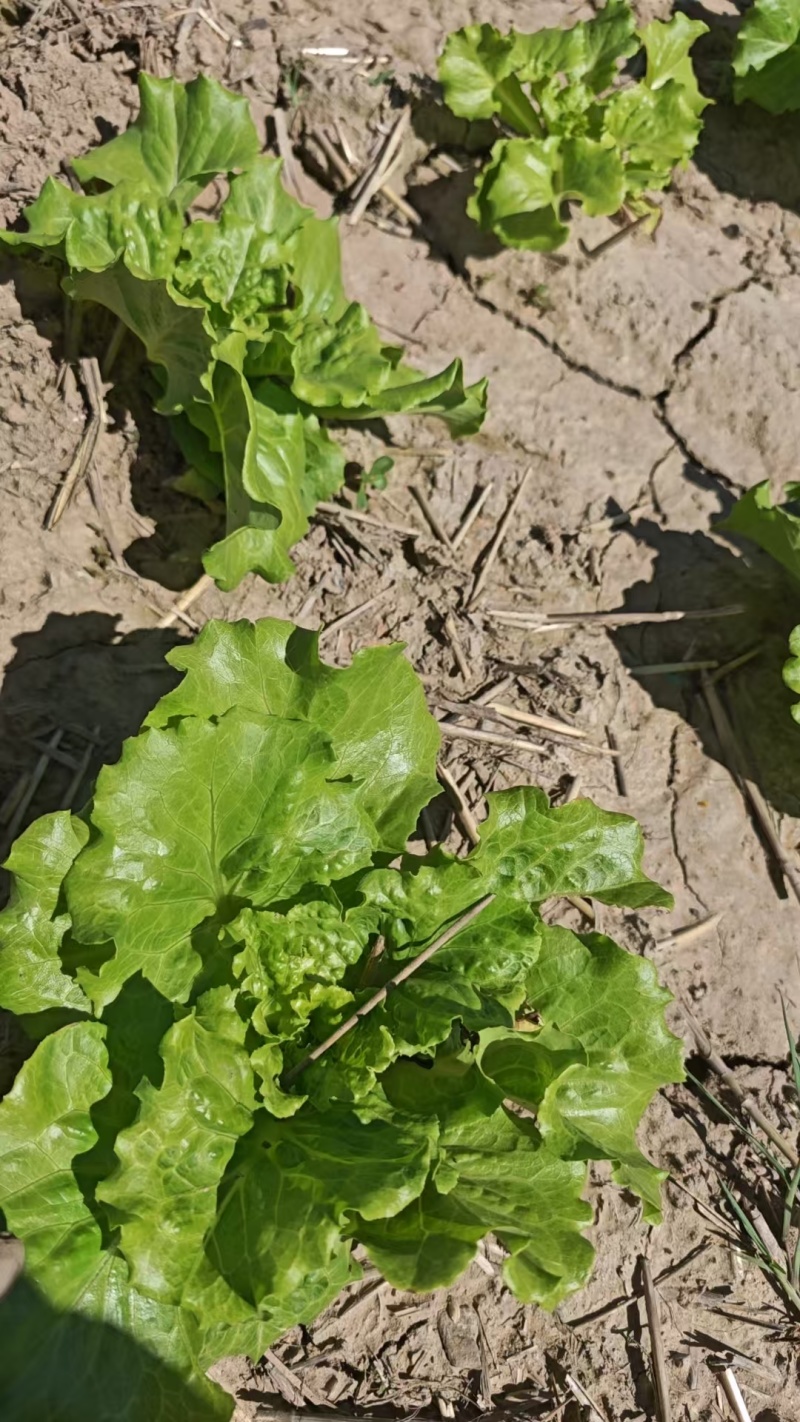 意大利生菜山西蔬菜基地全年供应大量上市价格合理