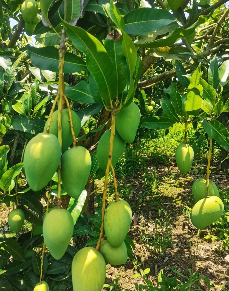 海南芒果台农芒小芒果基地直供实力代发全国商超