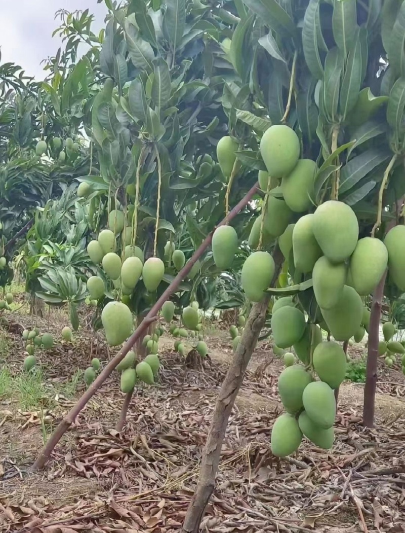 海南芒果台农芒小芒果基地直供实力代发全国商超