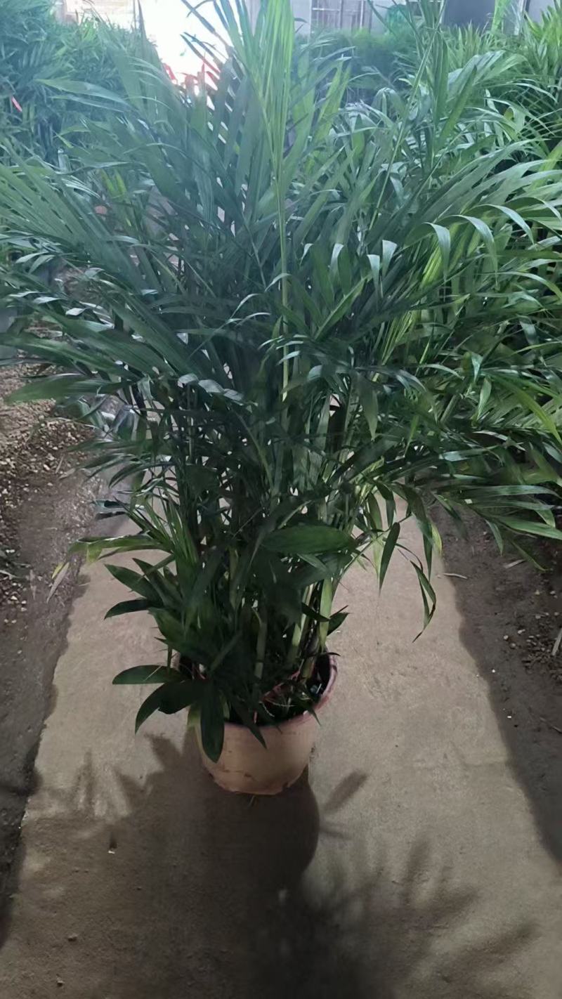 基地直销各种型号夏威夷