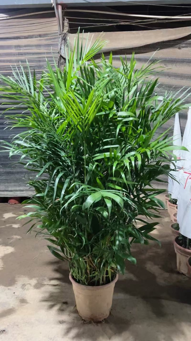 基地直销各种型号夏威夷
