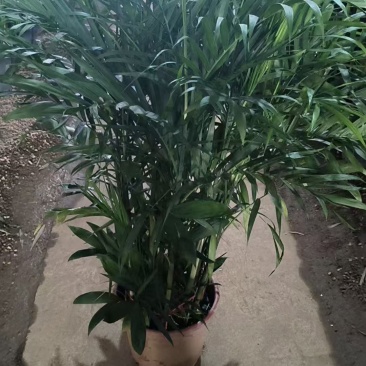 基地直销各种型号夏威夷
