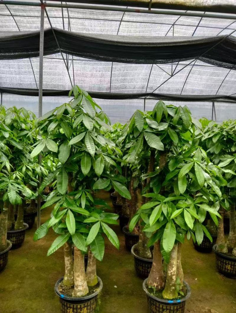 步步高发财树