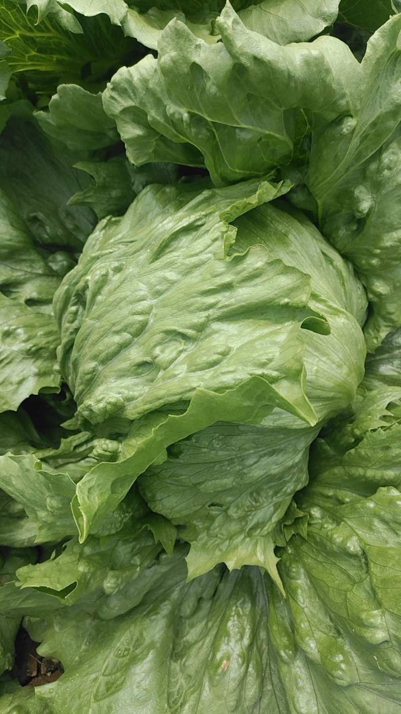 意大利生菜山西蔬菜基地全年供应大量上市价格合理