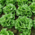 意大利生菜山西蔬菜基地全年供应大量上市价格合理