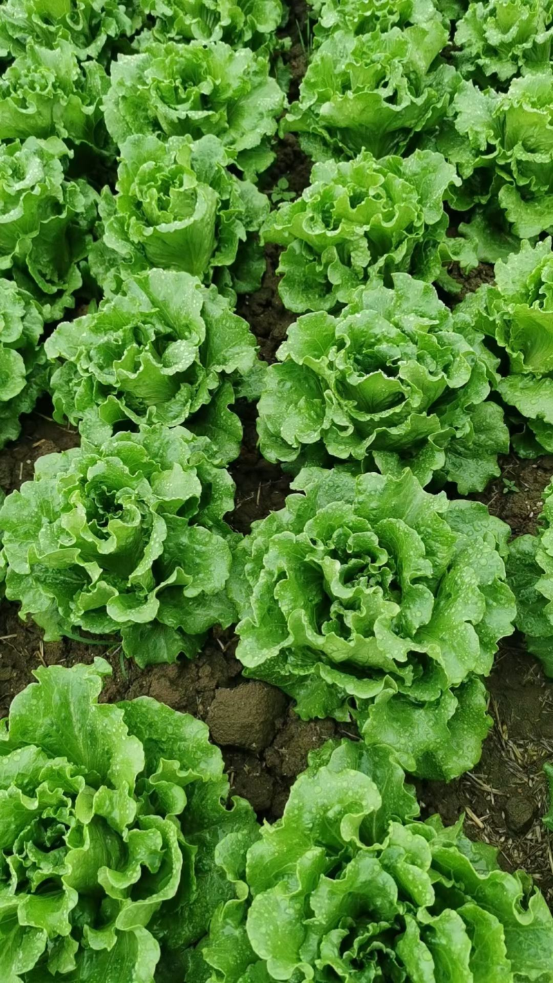 意大利生菜山西蔬菜基地全年供应大量上市价格合理