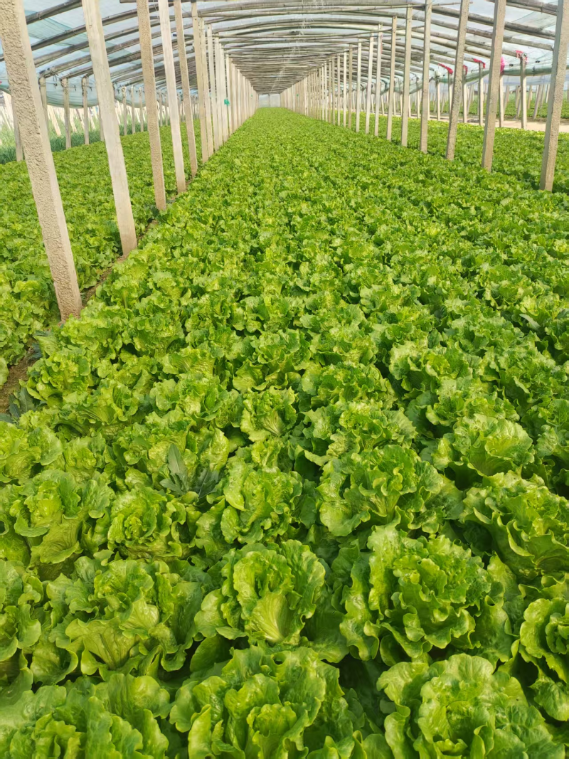 意大利生菜山西蔬菜基地全年供应大量上市价格合理