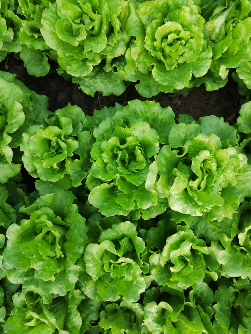 意大利生菜山西蔬菜基地全年供应大量上市价格合理