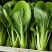 上海青小油菜货源充足15-20公分页面没虫眼根绿量大从优